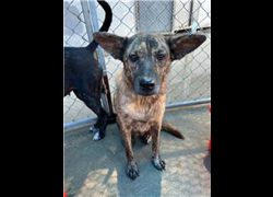 桃園市動物保護教育園區,編號:273562, 混種犬          