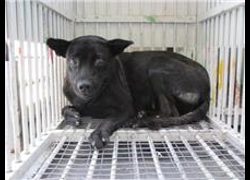 桃園市動物保護教育園區,編號:28845, 混種犬          