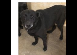 澎湖縣流浪動物收容中心,編號:209635, 混種犬          