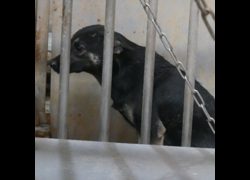 臺南市動物之家善化站,編號:298549, 混種犬          