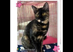 臺北市動物之家,編號:252883, 混種貓                 