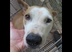 臺南市動物之家灣裡站,編號:320048, 比特犬