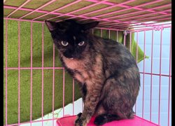 臺北市動物之家,編號:323045, 混種貓                 