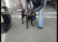 新北市中和區公立動物之家,編號:35684, 混種犬          