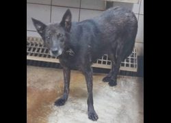 新北市中和區公立動物之家,編號:35736, 混種犬          