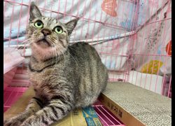 臺北市動物之家,編號:326171, 混種貓                 
