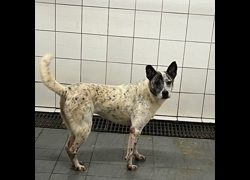 新北市瑞芳區公立動物之家,編號:204458, 混種犬          