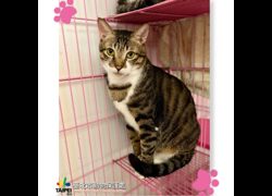 臺北市動物之家,編號:282088, 混種貓                 