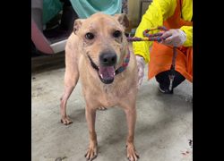 臺北市動物之家,編號:337024, 混種犬          