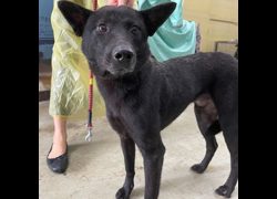 臺北市動物之家,編號:337025, 混種犬          