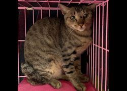 臺北市動物之家,編號:338351, 混種貓                 