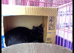 臺北市動物之家,編號:344919, 混種貓                 
