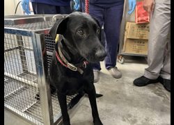臺北市動物之家,編號:348751, 混種犬          