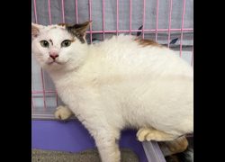 臺北市動物之家,編號:349792, 混種貓                 
