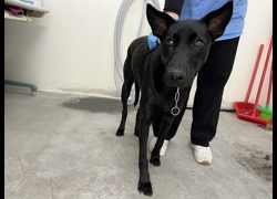 臺北市動物之家,編號:350615, 混種犬          