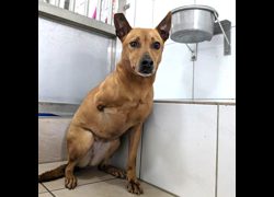 新竹縣動物保護教育園區,編號:298999, 混種犬          
