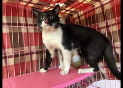 臺北市動物之家,編號:364026, 混種貓                 