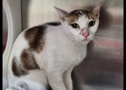 臺北市動物之家,編號:367080, 混種貓                 