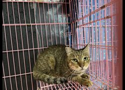 臺北市動物之家,編號:367896, 混種貓                 