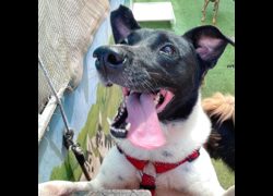 臺南市動物之家灣裡站,編號:256403, 混種犬          