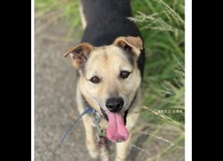 臺南市動物之家灣裡站,編號:321783, 混種犬          