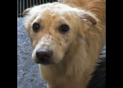 澎湖縣流浪動物收容中心,編號:335045, 混種犬          