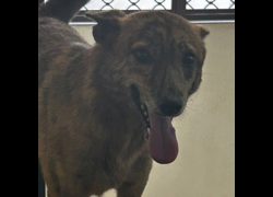 澎湖縣流浪動物收容中心,編號:248200, 混種犬          