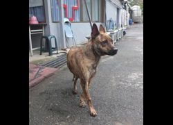 新北市板橋區公立動物之家,編號:371659, 混種犬          