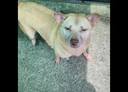 新北市瑞芳區公立動物之家,編號:35986, 混種犬          
