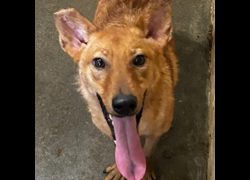 澎湖縣流浪動物收容中心,編號:297573, 混種犬          