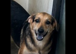 澎湖縣流浪動物收容中心,編號:304380, 混種犬          