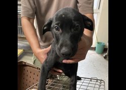 桃園市動物保護教育園區,編號:377009, 混種犬          