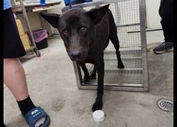 臺北市動物之家,編號:377218, 混種犬          