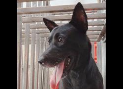 臺南市動物之家善化站,編號:379444, 混種犬          