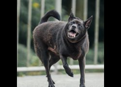 新北市三芝區公立動物之家,編號:47151, 混種犬          