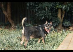 新北市板橋區公立動物之家,編號:190054, 混種犬          