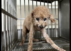 桃園市動物保護教育園區,編號:382097, 貴賓犬        