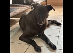 新北市瑞芳區公立動物之家,編號:204372, 混種犬          