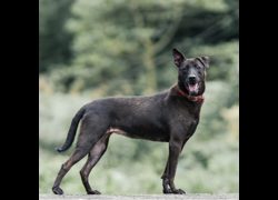 新北市新店區公立動物之家,編號:35319, 混種犬          
