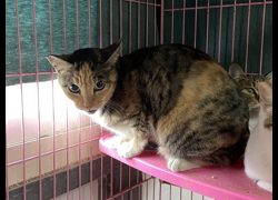 臺北市動物之家,編號:387114, 混種貓                 