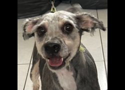 澎湖縣流浪動物收容中心,編號:386855, 混種犬          