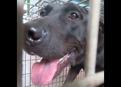 臺南市動物之家灣裡站,編號:388166, 混種犬          