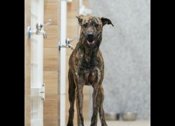新北市瑞芳區公立動物之家,編號:366374, 混種犬          