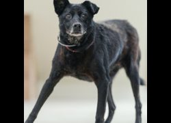 新北市瑞芳區公立動物之家,編號:204341, 混種犬          
