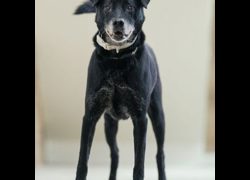 新北市瑞芳區公立動物之家,編號:36002, 混種犬          