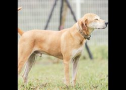 新北市瑞芳區公立動物之家,編號:366174, 混種犬          