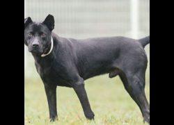 新北市瑞芳區公立動物之家,編號:365938, 混種犬          