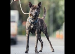 新北市中和區公立動物之家,編號:318431, 混種犬          