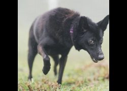 新北市瑞芳區公立動物之家,編號:323320, 混種犬          