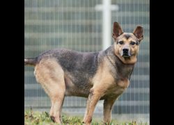 新北市瑞芳區公立動物之家,編號:35953, 混種犬          